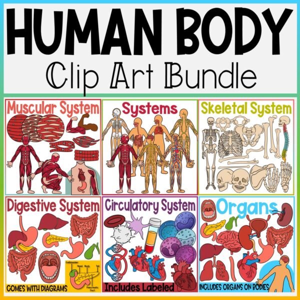 The Human Body Clip Art | Bundle