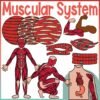 The Human Body | Muscular System Clip Art
