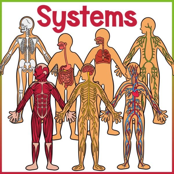 The Human Body | Body Systems Clip Art