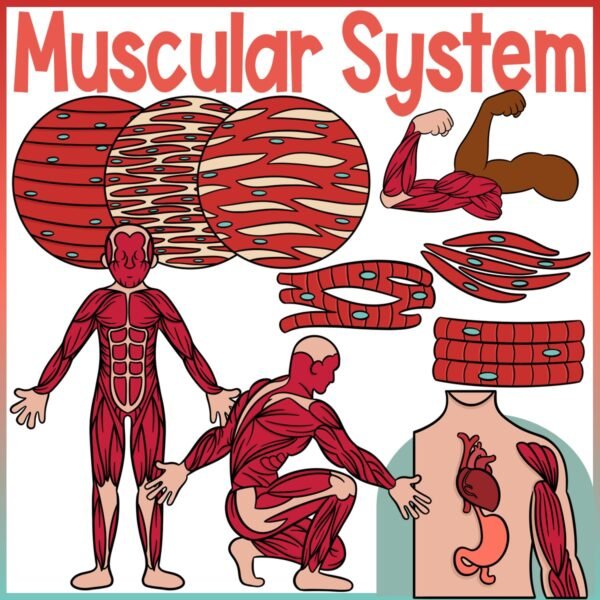 The Human Body Clip Art | Bundle - Image 5