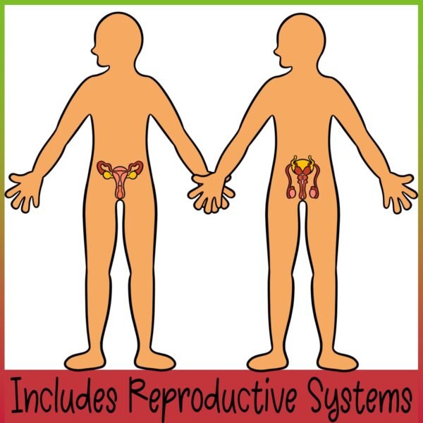 The Human Body | Body Systems Clip Art - Image 2