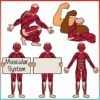 The Human Body | Muscular System Clip Art - Image 3