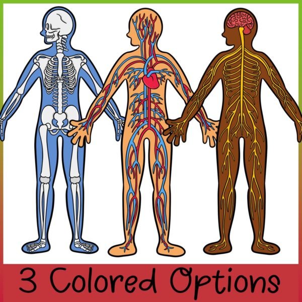 The Human Body | Body Systems Clip Art - Image 3