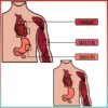 The Human Body | Muscular System Clip Art - Image 4