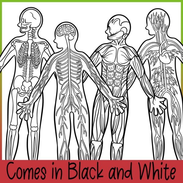 The Human Body | Body Systems Clip Art - Image 4