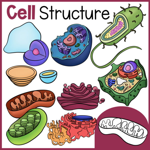 Cell Structure and Function Clip Art | Eukaryote, Prokaryote, Plant Cell