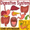 The Human Body | Digestive System Clip Art | Liver, Stomach, Intestines