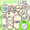 MITOSIS CLIP ART
