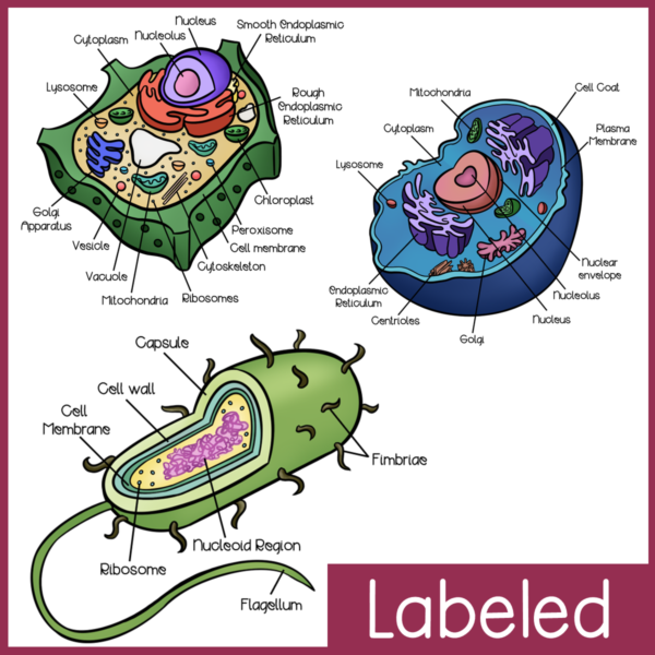 Cell Structure and Function Clip Art | Eukaryote, Prokaryote, Plant Cell - Image 2