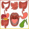 The Human Body | Digestive System Clip Art | Liver, Stomach, Intestines - Image 2