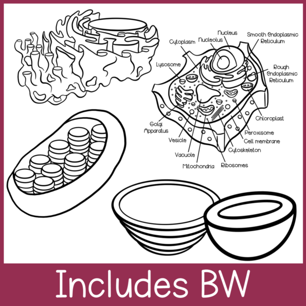 Cell Structure and Function Clip Art | Eukaryote, Prokaryote, Plant Cell - Image 3