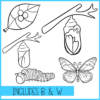 Butterfly Life Cycle Clip Art - Image 3