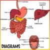 The Human Body | Digestive System Clip Art | Liver, Stomach, Intestines - Image 4