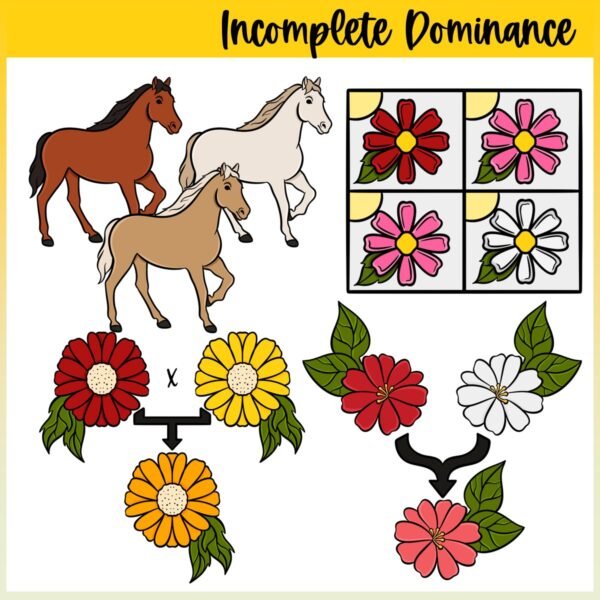Genetics and Heredity | Incomplete Dominance and Codominance Clip Art - Image 2