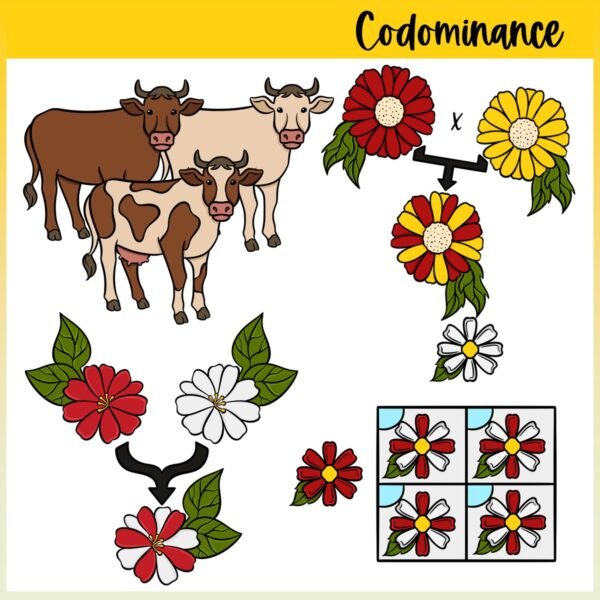 Genetics and Heredity | Incomplete Dominance and Codominance Clip Art - Image 3